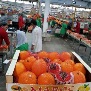  Nous Sommes Une Entreprise Qui Exporte Des Légume - fruits et légumes nous sommes une entreprise qui exporte des legumes et fruits du--maroc vers europe et afrique ; pour plus informations veuillez nous--contacter par e-mail ou whatsapp--