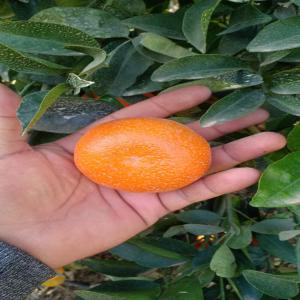  Climentaine,nadorcott, Mandarine Afourar - fruits et légumes ----disponible mandarina nadorcott o afourer, a partir del 15 de diciembre a finales de febrero.--campana anterior 3.000.000 kg.--estimación campana 2023/2024 2.500.000 kg.--con todos los certificados para la comercialización en los países y mercados más exigentes.--estamos a vuestra disposición y en