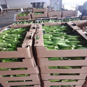  Gombo Clemson Spineless Disponible - fruits et légumes vaste production de gombo du sénégal variété clemson spineless. --le produit est frais ,  respecte les normes et qualités d'hygiène internationales.  le produit peut etre acheté bord champs ou conditionné,   emballé puis transporté 