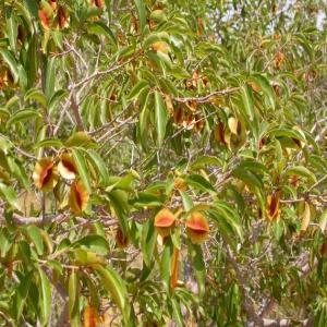  Kinkéliba - fruits secs et graines grillées j'habite a paris et je peux vous fournir n'importe quelle quantit&eacute; de kink&eacute;liba. nous avons une foret d'arbres de kink&eacute;liba a perte de vue dans notre village au s&eacute;n&eacute;gal . nos prix sont les moins ch&egrave;res sur le marche produits disponible a paris  quant