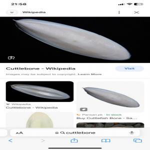  Os De Seiche - poissons  recherche os de seiche en quantite pour un de mes clients. n'h&eacute;sitez pas a revenir vers moi si vous avez des quantit&eacute;s cons&eacute;quentes cdlt