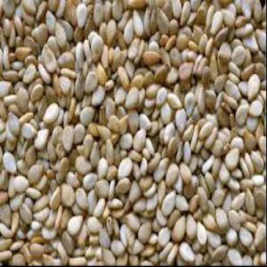  Vaste Stock De Sésame Blanc Bio Et Naturels - huiles nous sommes à niamey au niger et nous avons un énorme stock de sésame blanc  de bonne qualités. nous vendons à l'usine exw ''ex works''  la (1) tonne à 910 000 franc cfa--pour tout vos besoins en terme d'arachide,  n'hésitez pas à nous contacter