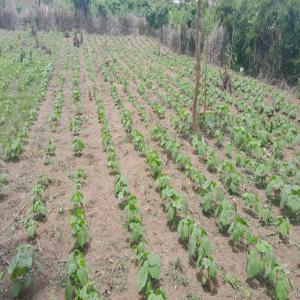  Gombo Hiré - fruits et légumes je suis en cote d'ivoire et je suis un producteur de gombo sur une surface de 1/5 hectare et je compte r&eacute;colte dans le mois de d&eacute;cembre &agrave; janvier , mon gombo est de vari&eacute;t&eacute; hir&eacute; et je fais le 1 kg &agrave; 800 fcfa n&eacute;gociable 