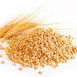  Blé Tendre De Mouture D'ukraine - céréales nous proposons du blé séché qui constitue un choix parfait pour une alimentation saine. les grains de blé sont un aliment de base utilisé pour fabriquer de la farine pour les pains au levain,  plats et cuits à la vapeur,  les biscuits,  les gâteaux,  les c