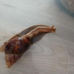  Vend Ecargots D'afrique - animaux vivants vend escargots d'afrique &eacute;l&eacute;v&eacute;s en france sept gros escargots á 30 euros pi&eacute;ce cinquante escargots b&eacute;b&eacute;s de 2 mois 20 euros pi&eacute;ces .