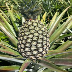  Acheteurs D'ananas - fruits et légumes bonjour,  nous recherchons de potentiels acheteurs d'ananas. nous sommes en république de guinée. nous avons actuellement pret 40 000 pieds d'ananas et dans 45 jours 45000 autres pieds seront disponibles. prière de nous contacter si vous etes intéressés. nous avons 