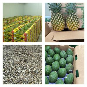  Fourniture De Fruits Exotiques Et Noix De Cajou - fruits et légumes nous sommes sp&eacute;cialis&eacute; dans dans l'export des fruits exotiques et l&eacute;gumes depuis l'afrique de l'ouest principalement. nos  fournisseurs peuvent vous approvisionner avec un calendrier d'approvisionnement d&eacute;finit en amont en fonction des saisonnalit&eacute;s. les produits s