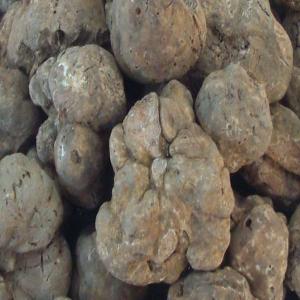  Truffes Blanches Tuber Magnatum Grossiste - champignon levure je suis grossiste en truffes de qualité superieures - basé en bulgarie.--je dispose actuellement de truffes blanches  tuber magnatum  --ainsi que des truffes noires d'automne  tuber uncinatum ----quantités disponibles - entre 150kg - 200 kg de truffes/ jours.