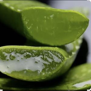  Recherche Du Gel D’aloe Vera - autres je suis &agrave; la recherche d’aloe vera pour la fabrication de mes produits cosm&eacute;tiques. je r&eacute;side au cameroun 