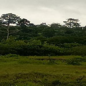  Vente De 1500 Hectares Pour Exploitation Agricole - mine terrain concession propri&eacute;taire terrien met &agrave; la disposition de tout  particulier ou entreprise &agrave; la  recherche de terrain pour exploitation agricole , --1500 hectares. ----le terrain est situ&eacute; en bordure d'un grand cours d'eau intarissable en c&ocirc;te d'ivoire ---la culture de banane plan