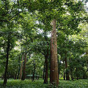  Vente Du Bois Teck - Industrie exploitation offre commerciale pour le bois de teck en provenance de la côte d'ivoire ---chers (es) intéressés, --nous sommes ravis de vous présenter une opportunité exceptionnelle d'acquérir du bois de teck de première qualité en provenance de la côte 
