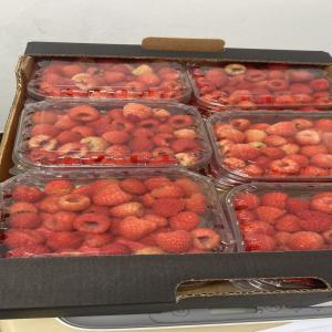  Export Framboises (raspberry) - fruits et légumes bonjour j'espère que vous allez bien--société de export et production de fruits rouges--cherche clients importateurs,  grossistes pour l'achat des framboises variété adelita --packaging 12x25 euro platte inter palette (américain)--je reste disponible pour tou