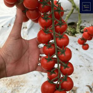  Tomate Cerise Directement De La Sicile Vb - fruits et légumes vous cherchez des tomates cerise de qualit&eacute; sup&eacute;rieure pour votre entreprise de restauration ou votre commerce de fruits et l&eacute;gumes ? ne cherchez plus ! vert bonheur a la solution pour vous. nous sommes fiers de vous pr&eacute;senter notre nouvelle vari&eacute;t&eacute; de tomat