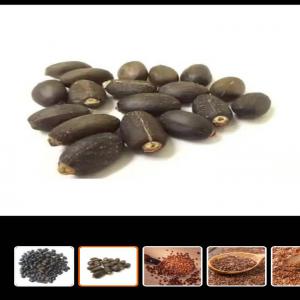  Fournisseur De Jatropha - fruits et légumes nous sommes &agrave; la recherche des fournisseurs de jatropha.jatropha curcas ou pourgh&egrave;re en fran&ccedil;ais physic nut en anglais tabanani en wolof est un arbuste non comestible appartenant &agrave; la famille des euphorbiac&eacute;es. il peut atteindre de 2 &agrave; 8 m de hauteur. ses