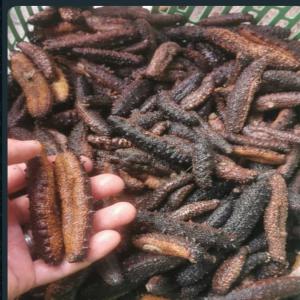  Recherche Pour Achat Tubulosa - coquillage crustacé nous recherchons pour achat,  une grande quantité tubulosa de mer pour satisfaire la demande d'un client. contactez-nous dès que possible.--merci 