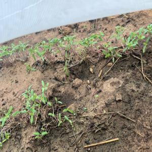  Vente De Ferme Agricole - autres une ferme a vendre a notto gouye diama sur la route de thies--nombre surface 65 ha ---30000 pieds de mangues en production --_2 forages fonctionnel --papier -délibération --prix-6500frs le m2--1200 tonnes de production par an
