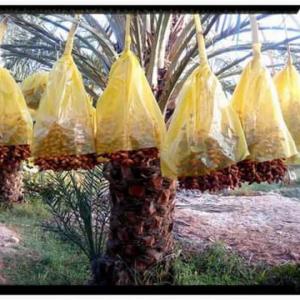  Datte Algerien - fruits et légumes bonjour, ---je vend des dattes nour destiné a l'exportation de la nouvelle récolte octobre  2023,  de bonne qualité1ier choix et 2eme choix et autre choix vers tous les pays du monde avec de bon conditionnement vous trouvez mon email ainsi que mon numéro personnelle .---nou
