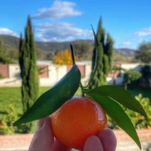  Découvrez Notre Société D'import-export - fruits et légumes nous sommes une entreprise marocaine spécialisée dans le commerce international de produits agricoles frais. fruits exquis,  légumes nutritifs et poissons de qualité sont notre expertise. notre engagement envers la qualité,  la durabilité et la satisfaction cl