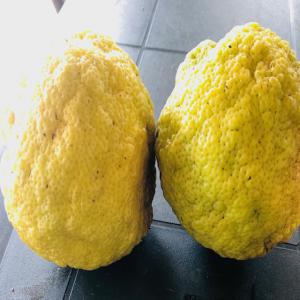  Vente Lemons Et Citrons Frais Et Bio - fruits et légumes fruits frais et bio tr&egrave;s juteux. exp&eacute;ditions et livraisons expresses. disponibles en grande quantit&eacute;. possibilit&eacute; d’envoi d’&eacute;chantillons 