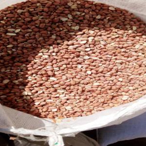  Arachides Du Sénégal - fruits secs et graines grillées nous disposons de plus de 10000 tonnes d arachides au senegal  nouvel recolte 2023--nous sommes à la recherche de partenaires intéresser partout dans le monde --veillez nous contacter par e-mail  pour plus de details