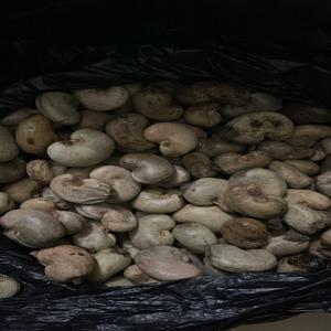  Soja,noix De Cajou,sésame Et Autres( Et Transit) - céréales  nous sommes une société togolaise spécialisée dans le transit douanier des marchandises importées et exportées (formalités d'exportation pour les produits tropicaux notamment),  nous sommes dans le commerce d'import-export,  et nous aidons les entrepri