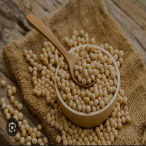  1000 Tonnes De Soja Bio Disponible Au Togo - fruits secs et graines grillées soja  bio  togo.------la campagne du soja commence début novembre.----veuillez nous contacter si vous recherchez du soja bio ( jusqu'à 1000 tonnes)--possibilité de faire un appel vidéo depuis les champs d'exploitation.--nous vendons en fob uniquement. pas de cif.---- tout