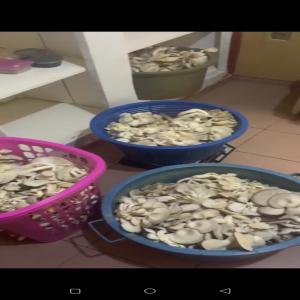  Champignons De Différentes Variétés - champignon levure bonjour, nous disposons de plusieurs variétés de champignons disponible quotidiennement en fonction de vos commandes,  nous avons les champignons frais et les champignons déjà séché et emballé pret pour l'expédition dans le monde entier 