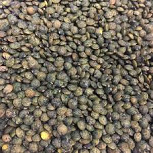  Lentilles Vertes Bio - fruits et légumes a vendre lentilles vertes bio 100% france,  vari&eacute;t&eacute; anicia pour grossistes,  transformateurs,  industrie agro-alimentaire,  agriculteurs et autres.--en big-bag de 1 tonne.--elles sont pretes &agrave; la consommation - chaine de triage compl&egrave;te avec trieur optique et anoxie.--prix fr