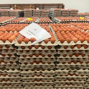  Oeufs Frais Provenance Pologne - viandes et oeufs bonjour,  nous sommes une société d'exportation vers toute l'europe d'oeufs frais,  les oeufs sont acheminés 2 jours après la ponte. ----arrivée en france et belgique avec 24 jours dlc. ----12, 7 centimes l'œuf à partir d'un demi camion soit 14 palettes.-
