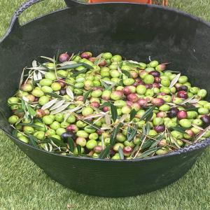  Huile D'olive Bio Artisanale Du Portugal - huiles je vends de l'huile d'olive du portugal en provenance de ma production artisanale et bio,  excellente pour tout usage- alimentation,   produits cosm&eacute;tiques. --petite quantit&eacute; et grande qualit&eacute;. --prix abordables. 