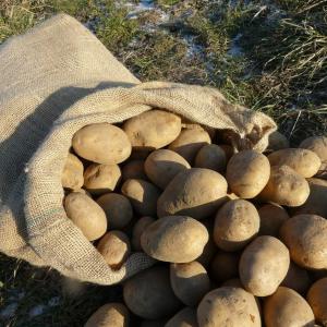  Pomme De Terre Agria - fruits et légumes nous commercialisons sur la région parisienne en gros et demi-gros plusieurs variétés de pommes de terre spéciales frites.  nous nous adressons principalement à des restaurateurs,  des transformateurs de pommes de terre. nous visons également la clientè