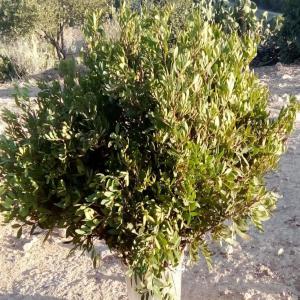  Bouquets Du Lentisque Pistachier - matiere vegetale  nous sommes une nouvelle soci&eacute;t&eacute; communautaire tunisienne notre activit&eacute; est la valorisation des produits forestiers n&ocirc;tre produit &agrave; vendre des bouquets du lentisque pistachier . si vous etes int&eacute;ress&eacute;s de notre produit n'h&eacute;sitez 