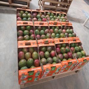  Recherche De Clients Pour L'exportation De Mangue - fruits et légumes bienvenue dans le monde ensoleill&eacute; de l'exportation de mangues kent de c&ocirc;te d'ivoire où la douceur exotique de nos fruits rencontre la satisfaction de vos papilles. notre engagement envers la qualit&eacute; et le go&ucirc;t authentique est in&eacute;branlable et nous sommes ravis de