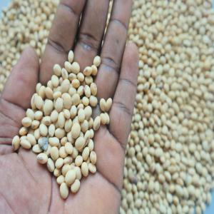  Vente De Soja Biologique - céréales nous disposons 1000 tonnes de soja biologique nous livrons &agrave; lom&eacute; si int&eacute;ress&eacute; n'h&eacute;sitez pas &agrave; me contacter 