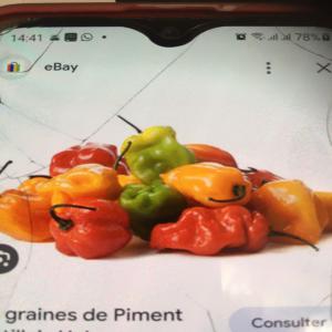  Agriculture Et Vente Au Champ De Piment - fruits et légumes je suis agriculteur au cameroun,  du côté de l'ouest,  plus précisément à malantouen dans un petit village se trouvant à quelques kilomètres de foumban.--à partir du mois de janvier 2024 j'aurai du piment disponible sur une superficie de 4ha et je