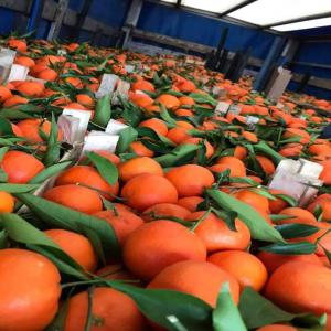  Clémentines Du Maroc Fraîcheur Exceptionnelle - fruits et légumes plongez dans une explosion de saveurs en chaque bouchée avec nos clémentines fraîches,  gorgées de la douceur du soleil marocain. 🌞----qualité premium-- provenant directement des vergers marocains--livraison rapide----n'hésitez plus et saisissez cette 