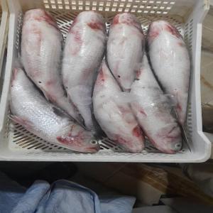  Poisson Mulet Et Burro - poissons  200 t de mulet dispo taille m et g. 0.74 eur/kg fob possibilit&eacute; de livraison 1000 t /mois. 28 tonnes de burro cif afrique et europe 1.90 eur/kg taille 300 600 g . expedition conteneur maritime ou camion congel&eacute; suivant votre base. me consulter pour + d'infos tarifs et rensei