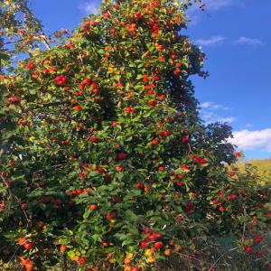  Pommes Cidre 100% Naturelles Récoltées La Mains - fruits et légumes situ&eacute; dans le calvados pomme &agrave; cidre plusieurs vari&eacute;t&eacute;s rambault bedan   ont &eacute;t&eacute; r&eacute;colt&eacute;es &agrave; la mains disponible dans le calvados 