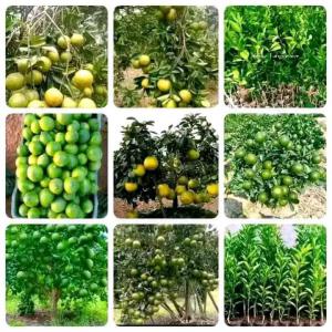  Je Vends Les Plents Sélectionnez D'arbre Fruitier - semence graine plant nous  vendons ---- plus de 60000 plents sélectionnez d'arbre fruitiers a grand rendement.--- des services de création et de suivi des plantation,  jardin et potager.--- les kits d'installation du système d'irrigation ( goutte -à-goutte)--nous sommes également &agrav