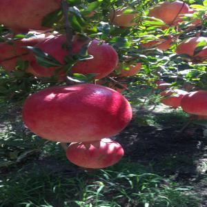  Exportateurs De Fruits Et Légumes D'egypte - fruits et légumes  ch&egrave;re madame monsieur nous sommes une soci&eacute;te export ​​bas&eacute;e en &eacute;gypte. nous sommes sp&eacute;cialis&eacute;s dans l'exportation de fruits et l&eacute;gumes vers le march&eacute; europ&eacute;en. nous poss&eacute;dons nos propres fermes en egypt