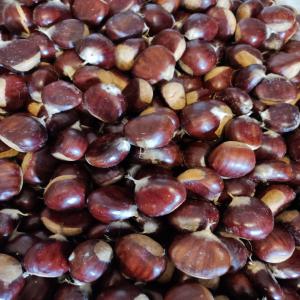  Châtaignes Trás-os-montes Portugal - fruits et légumes châtaignes trás-os-montes portugal--production naturelle et récolte traditionnelle --sacs de 20 kg de châtaignes choisies et filtrées--17 sacs de 20 kg disponibles--2, 80 le kg