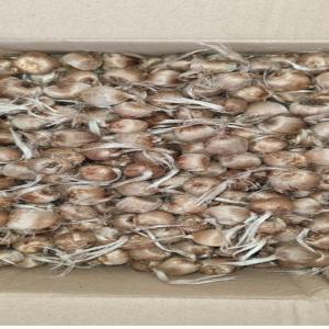  Bulbe De Safran Bio Calibre 7-8 - semence graine plant je vents des bulbes de safran bio de calibre 7-8 ramassez cette année bulbe très propre sans terre sans coupure possibilité d'avoir la première année 3 fleure pas bulbes