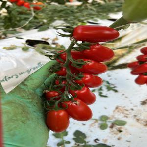  Tomate Datterino Sicilienne En Gros Dispo Rungis - fruits et légumes bonjour chers professionnels,  ,  on est une société française basée sur l'ile de france spécialisé dans la vente de produits directe producteur ,  nos cherchons des clients pour nos tomates en provenance de nos agriculteurs italiens plus précisém