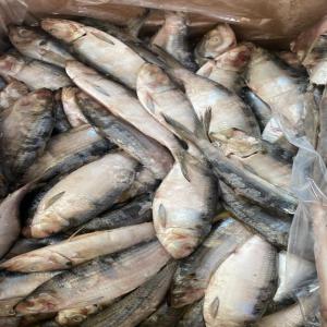  Des Importateurs De Produits De La Peche - poissons notre entreprise est sp&eacute;cialis&eacute;e dans l'exportation de produits de la peche,  et nous sommes ravis de mettre &agrave; votre disposition notre stock actuel de sardines. forts de notre exp&eacute;rience et de notre expertise dans le domaine,  nous nous engageons &agrave; fournir des produi