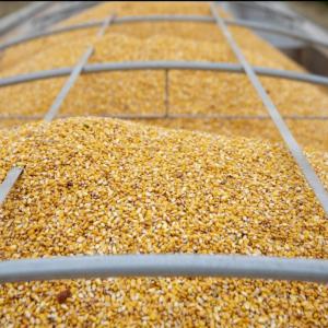  Maïs Agro-alimentaire/ Maïs Bétail - céréales nous sommes fournisseurs de maïs  et nous nous engageons à fournir un produit de plus haute qualité pour répondre à vos besoins spécifiques.----notre maïs est disponible en grande quantité pour établir des contrats à long terme ou contrat spot, 