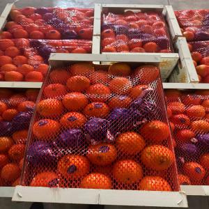  Clémentines Maroc +1500 Tonne 1150$/tonne Fob - fruits et légumes notre offre sur les cl&eacute;mentines (+1100/tonne orogrande) et (+400/tonne nules)----conditions de livraison - ewo, fob, cif, ddu-- 1 a 4 calibres - --+/-ratio de calibres --55 % calibres 3/4--30 % caliber 2--10 % calibre 1 --5 % calibre 1x--variete- orogrande,  nules--prix fob - 1150 usd/tonne--cali