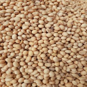  Vente De Nouveaux Soja - céréales  nous sommes une entreprise sp&eacute;cialis&eacute;e dans les produits de mati&egrave;res premi&egrave;res et nous sommes &agrave; la r&eacute;colte de nouveau soja non ogm en afrique de l'ouest ( togo)2023.si ca vous int&eacute;resse contacter nous merci contrat 