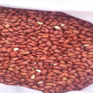  Graines D'arachides Du Sénégal 221770198539 - fruits secs et graines grillées bonjour chers potentiel clients, ----la campagne arachidi&egrave;re est lanc&eacute;e au s&eacute;n&eacute;gal. nous sommes sp&eacute;cialis&eacute;s dans l'exportation de la graine d'arachide partout dans le monde. nous avons une capacit&eacute; annuelle de plus de 10 000 mt. nous fournissons en plu