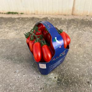  Tomate Datterino Provenance De La Sicile En Gros - fruits et légumes bonjour chers professionnels,  ,  on est une société française basée sur l'ile de france spécialisé dans la vente de produits directe producteur ,  nos cherchons des clients pour nos tomates en provenance de nos agriculteurs italiens plus précisém