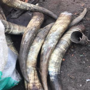  Corne De Vache, Cornes De Vache - autres j'ai à ma disposition des cornes de vache de toute tailles que je voudrais vendre. je cherche des acheteurs sérieux pour mes cornes de vache. merci de prendre contact avec moi si vous etes intéressé.--